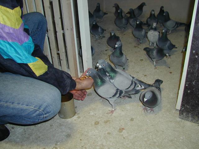 Svein Arne feeds the pigeons